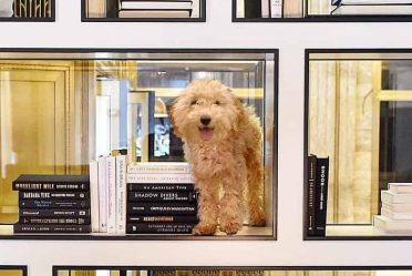 Pet Friendly Chicago Hotel